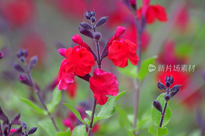 小叶鼠尾草/鼠尾草双色花，白色和红色